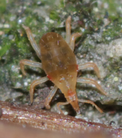 Bdellidae